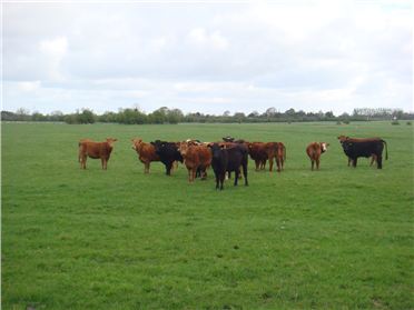 Main image of 35.35 Acres, Kill East, Kill, Kildare
