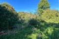 Ragwood