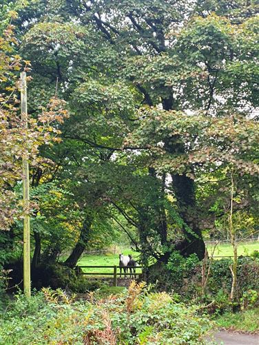 Derrylackey, Mullinavat, Kilkenny