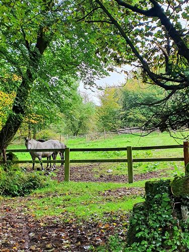 Derrylackey, Mullinavat, Kilkenny