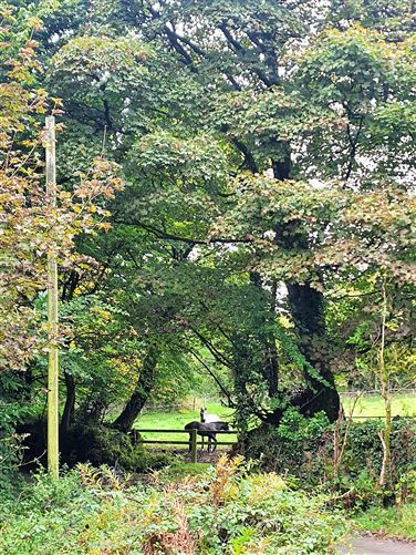 Derrylackey, Mullinavat, Kilkenny