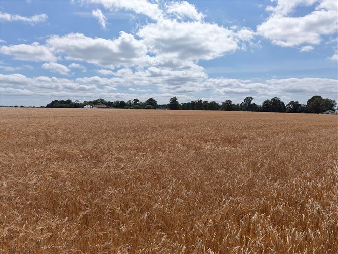 Yellow Orchard, Corballis, Garlow Cross, Navan, Meath