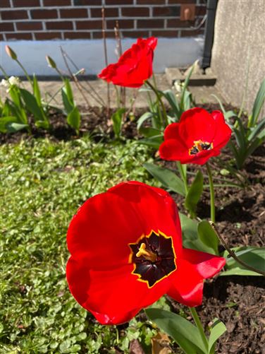 16 Auburn Road, Glenageary, Co. Dublin