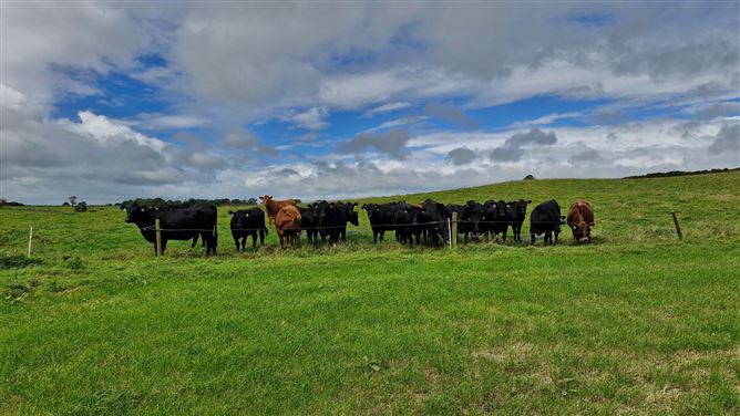 27acres of Land, Cortoon, Tuam, Co. Galway