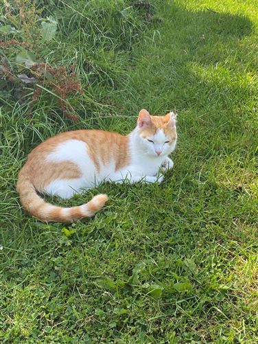 Relaxing home in South Dublin, Dublin
