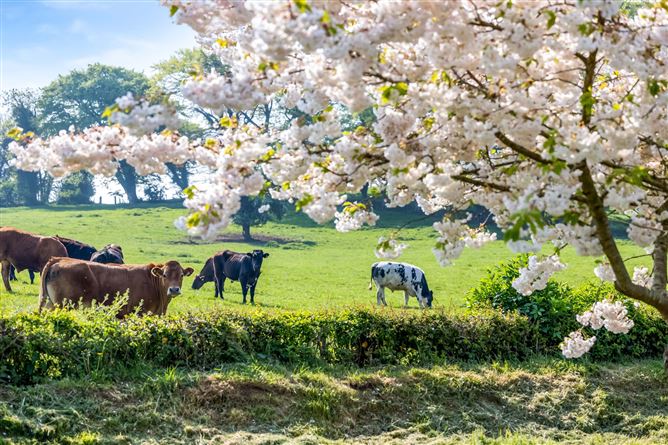 Straneymore, Rathmolyon, Co. Meath