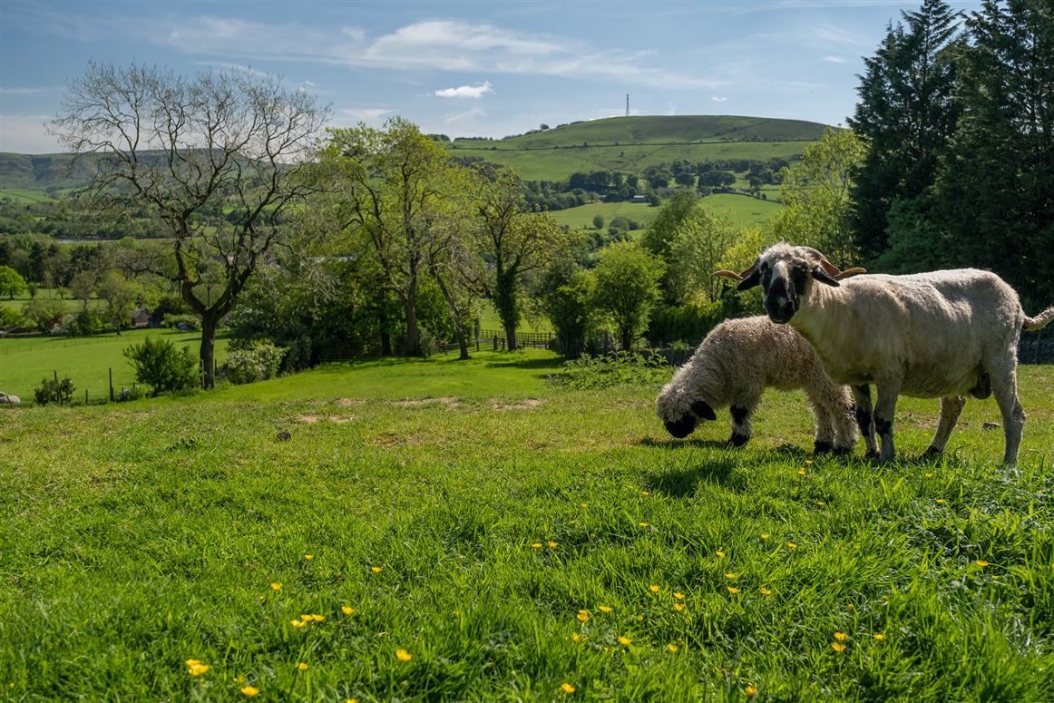 Where Skylarks Sing,Tunstead Milton, Derbyshire, United Kingdom