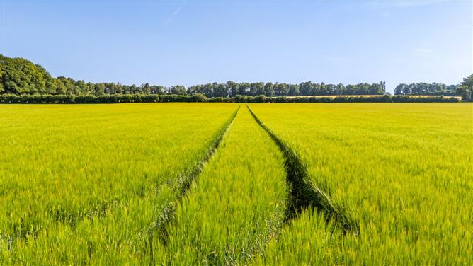 Lot 1 - South Land At Lisnavagh, Lisnavagh, Co. Carlow
