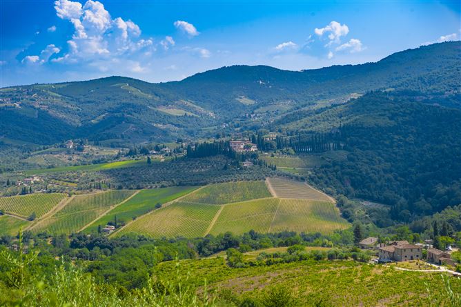 Chianti Crush,Lucolena,Tuscany,Italy