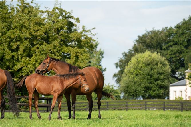 Triermore House and Stud Farm, Fordstown, Navan, County Meath