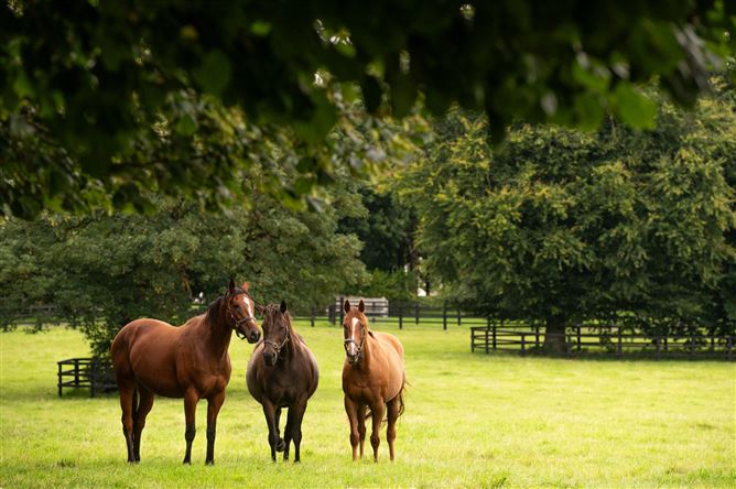 Triermore House and Stud Farm, Fordstown, Navan, County Meath