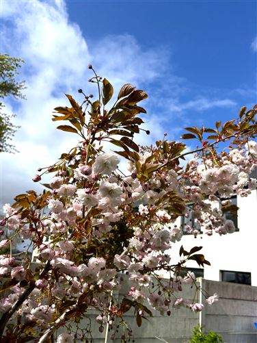 Photo 24 of 28 — 33 The Green, An Glasán, Enniscorthy, Wexford