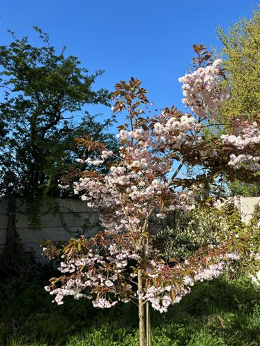 Photo 26 of 28 — 33 The Green, An Glasán, Enniscorthy, Wexford
