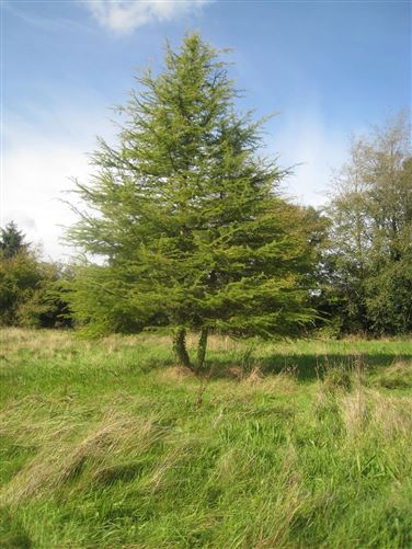Mary's Cottage, Moor, Ardagh, Longford