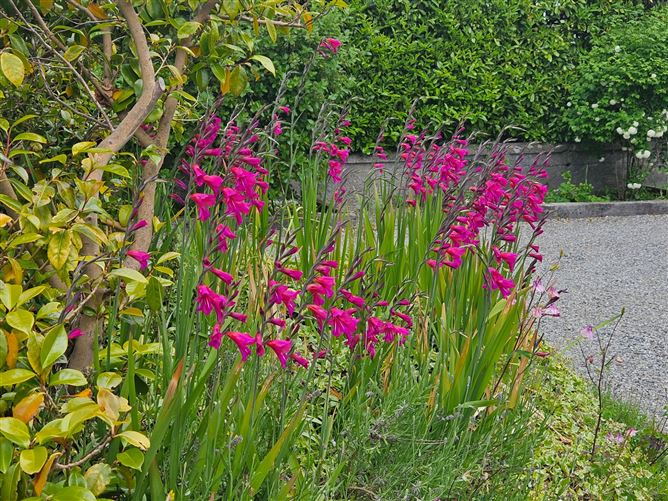 Photo 34 of 37 — Gorsehill, Whitshed Road, Greystones, Co. Wicklow