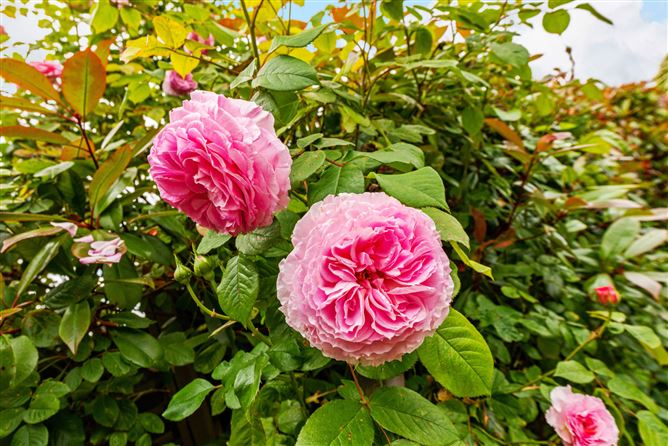 7 Washington Park, Rathfarnham, Dublin 14