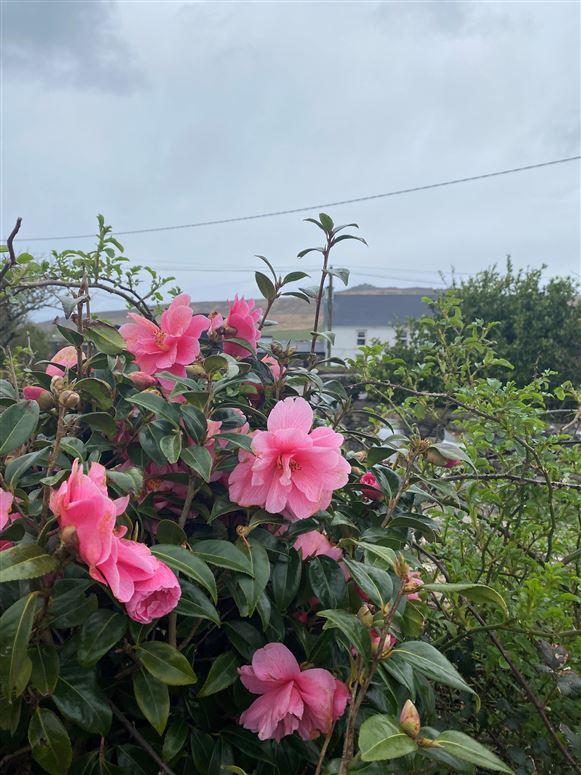 Luxury Dingle Farmhouse Rental,Vacation Rental in Kerry, Ireland