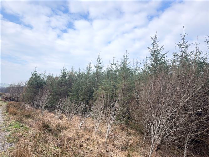 Ref 1169 - Forestry Lands, Garrane, Portmagee, Kerry - The Property ...