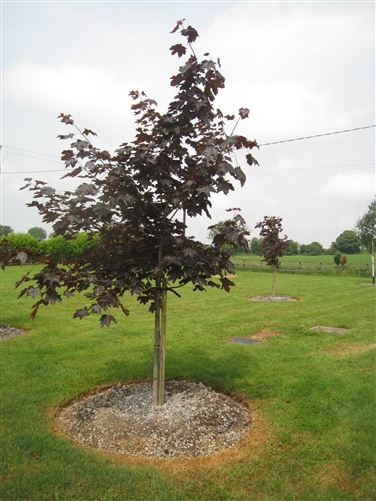 Longfield, Edgeworthstown, Longford