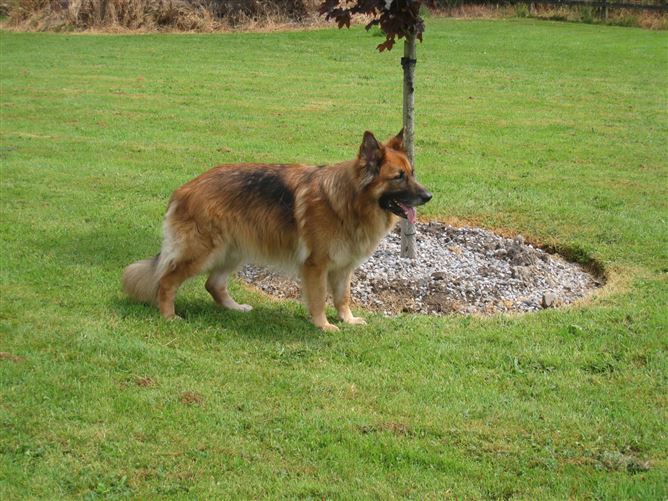 Longfield, Edgeworthstown, Longford