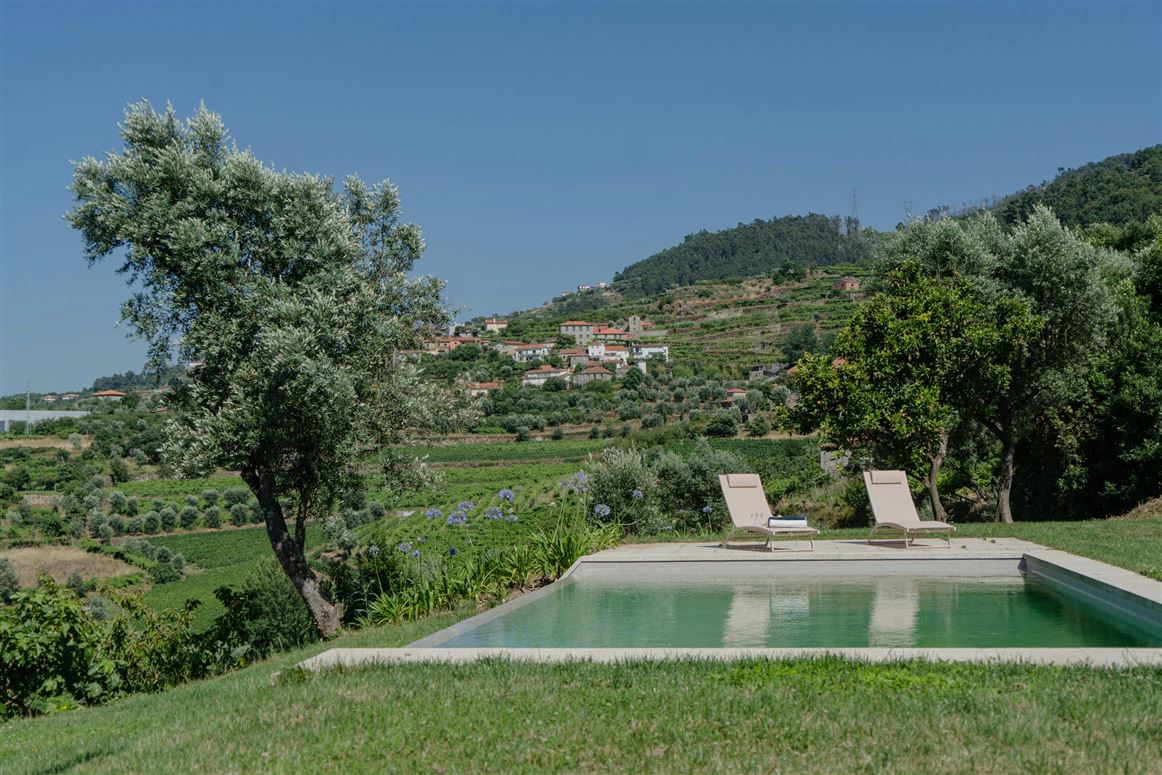 Vines of the Douro,Anreade, Porto, Portugal