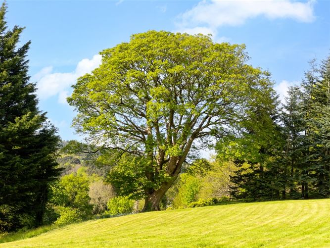 https://photos-a.propertyimages.ie/media/2/0/5/4930502/63769abc-cc3f-49c2-9dfd-ebe845f0f882_l.jpg
