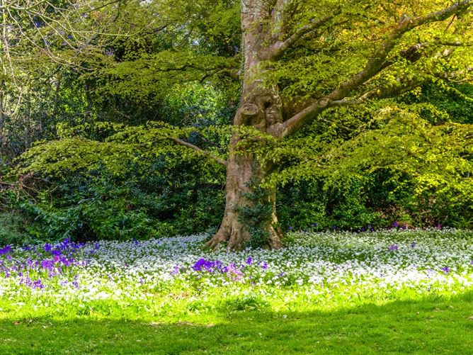 https://photos-a.propertyimages.ie/media/2/0/5/4930502/63769abc-cc3f-49c2-9dfd-ebe845f0f882_l.jpg