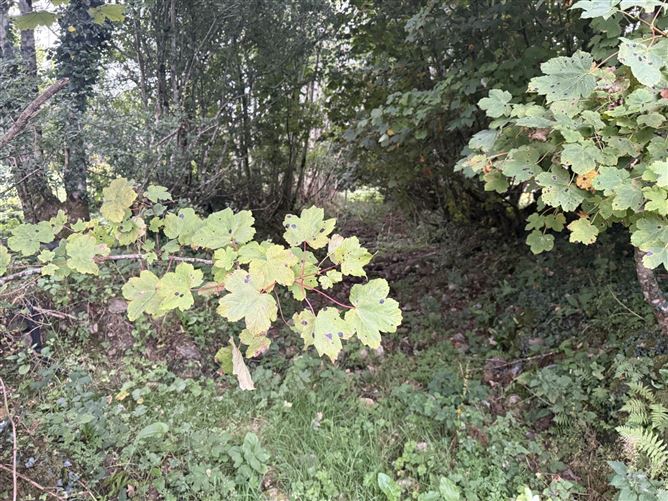 Clooncan, Ballinlough, County Roscommon