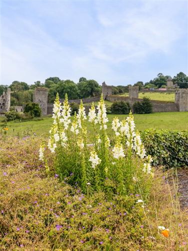 The Old Schoolhouse, Kells, Kilkenny