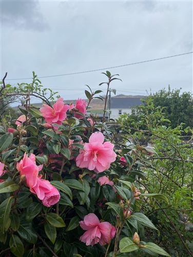 Luxury Dingle Farmhouse Rental,Dingle