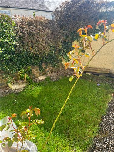 13 Tulfarris Holiday Village, Blessington, Wicklow