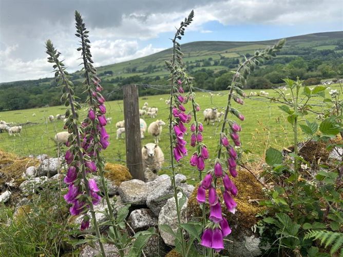 Crannagh, Borris, Carlow