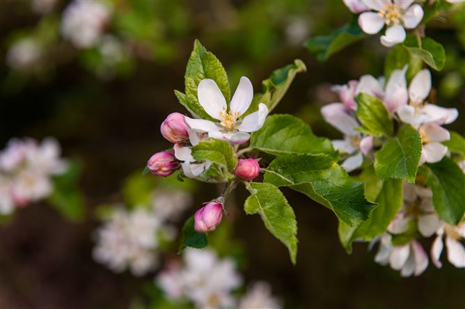 27 Carriglea, Killenard, Killenard, Laois