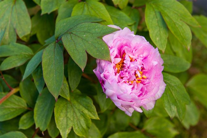 27 Carriglea, Killenard, Killenard, Laois