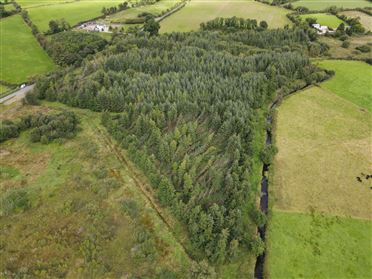 Forestry at Rosduff, Aughnacliffe, Longford