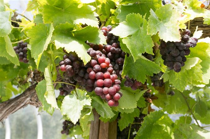 Bridesfield, Bridesglen Road, Rathmichael, Dublin 18