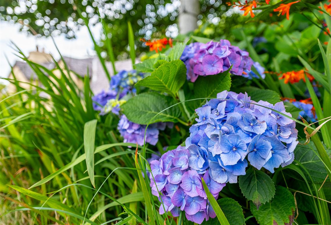 Blackthorn Cottage, Ballycarnahan, Caherdaniel, Co. Kerry