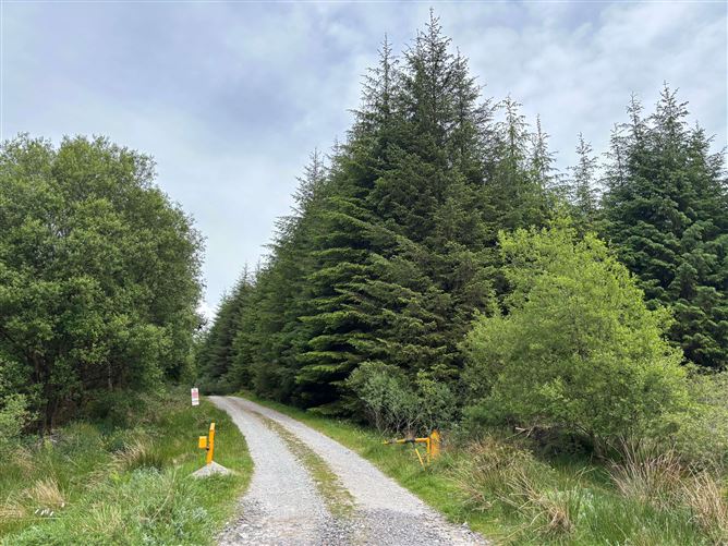 Project West Forestry, Clare, Co. Clare