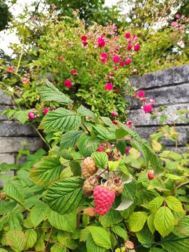Photo 30 of 32 — 42 Clybaun Court, Clybaun Road, Knocknacarra, Co. Galway