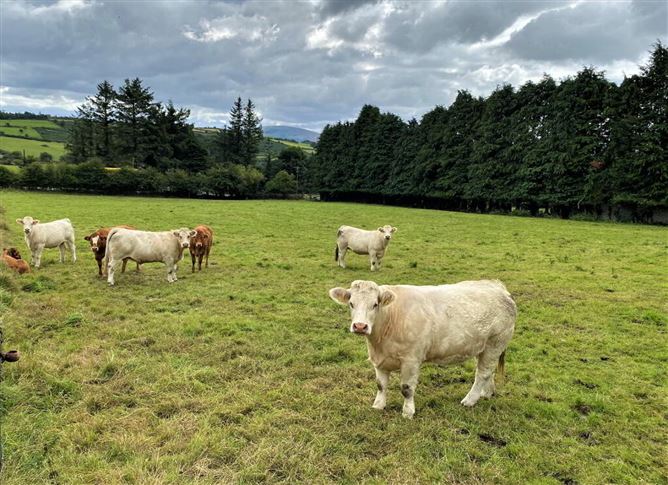 FERN HILL, Tinode, Blessington, Wicklow