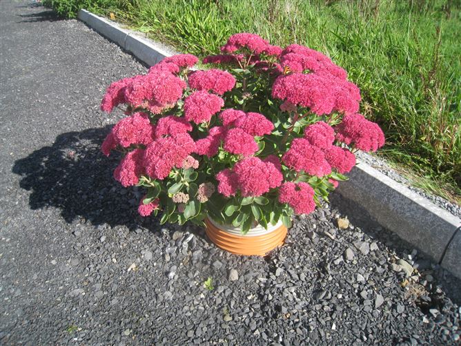 Rathbracken, Granard, Longford