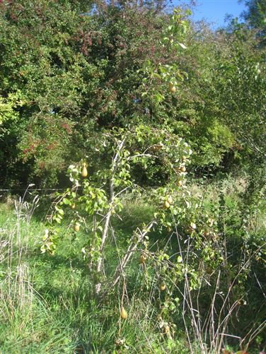 Rathbracken, Granard, Longford