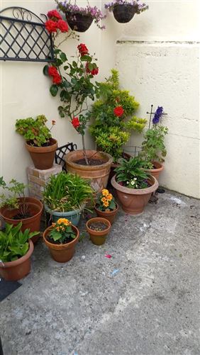 597 Woodview Cottages, Rathfarnham, Dublin 14