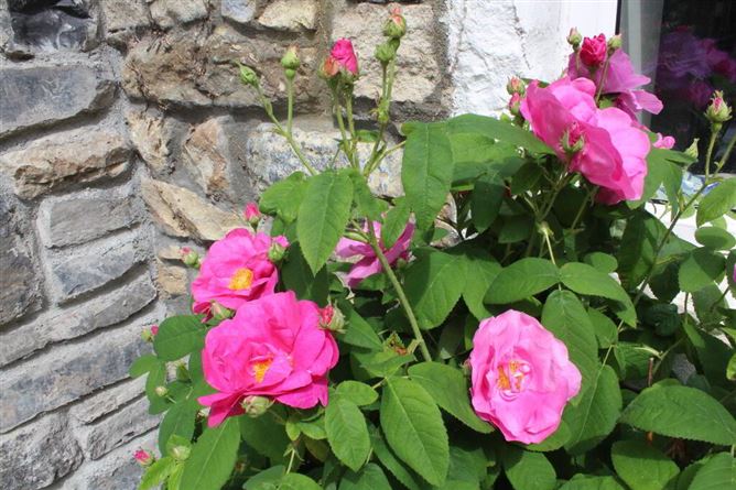 Cornagillagh, Dromod, Carrick-On-Shannon, Leitrim