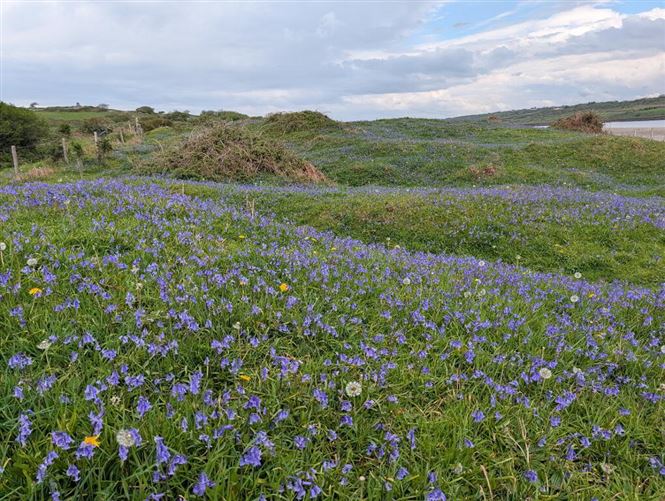 Photo 12 of 15 — Dernish Island, Grange, Sligo