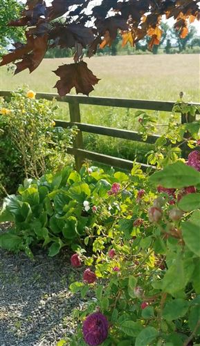 Photo 29 of 54 — Castlegrogan, Errill, Laois