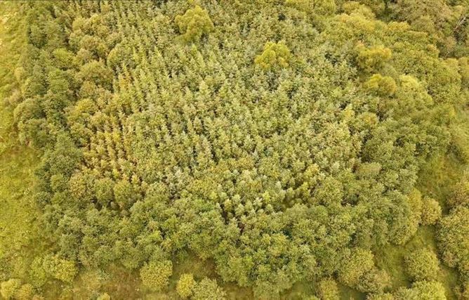 Forestry Lands Eyon, Murroe, Co. Limerick