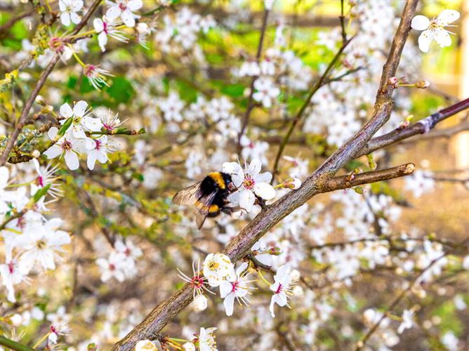 Castle Lawn, Clogrennane, Carlow