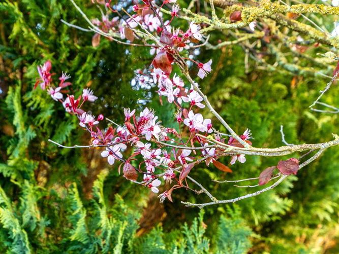 Castle Lawn, Clogrennane, Carlow