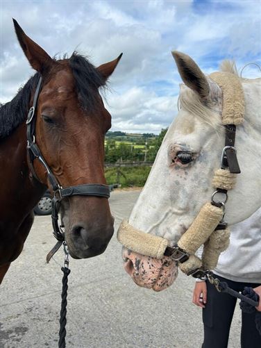 Welcome to our home in the countrys, Co. Kilkenny
